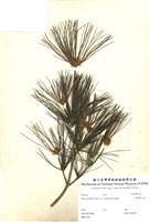藏品(臺灣華山松)的圖片